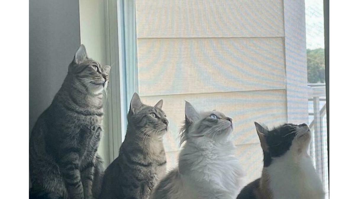 "Gemoy Banget! Ini 7 Gaya Kucing yang Bikin Hati Meleleh