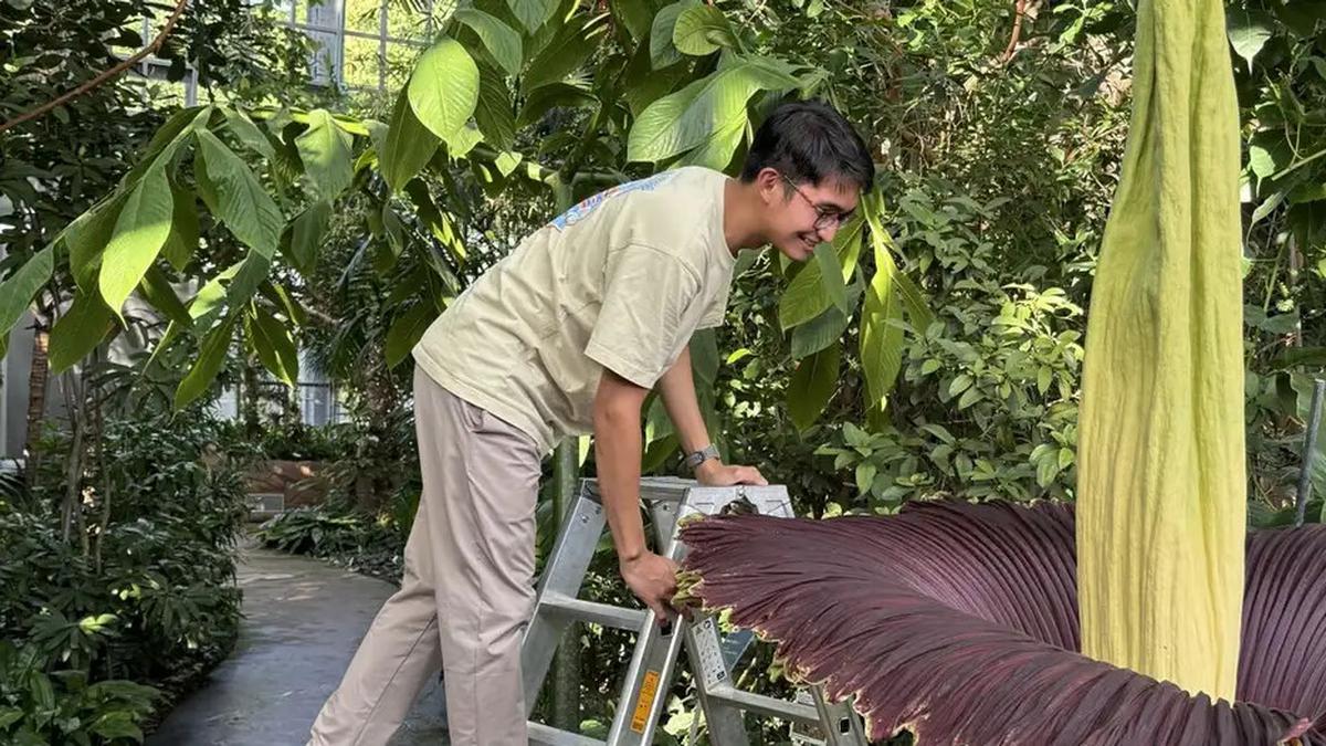 Cerita WNI Arnaldy jadi Perawat Bunga Bangkai Sumatra di Kebun Raya Berlin
