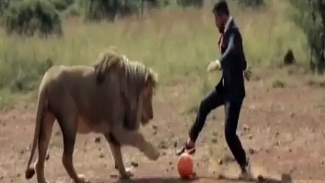 Seorang model Jas dalam sebuah iklan beraksi memainkan bola dengan para Singa.