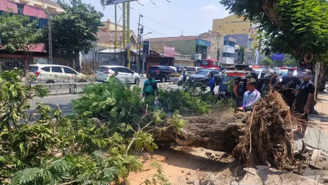 Pohon 15 Meter Tumbang di Semarang, 2 Pemotor Tewas