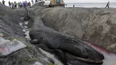 Seekor Ikan Paus Humpback besar terdampar di Pantai Popoyo, Nicaragua, Jumat (14/11/2014) (AFP Photo/Inti Ocon)