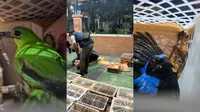 Sebanyak 464 ekor burung berhasil digagalkan oleh Karantina Lampung di Pelabuhan Bakauheni. Foto : (Istimewa).