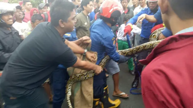 Ular piton sepanjang 3 Meter muncul di selokan SMPN 27 Makassar (Liputan6.com/ Eka Hakim)