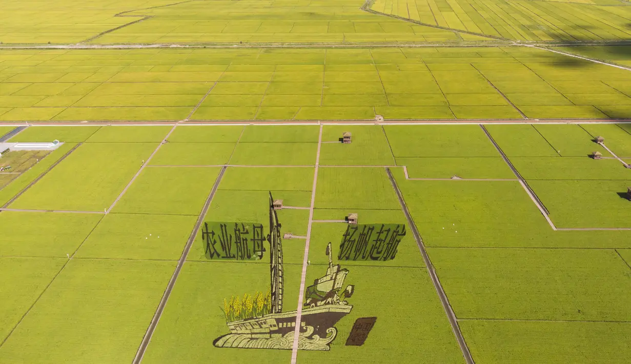 Foto dari udara yang diabadikan pada 21 September 2020 ini menunjukkan sawah yang akan dipanen di sebuah area persawahan di Kota Fujin, Provinsi Heilongjiang, China timur laut. Dalam beberapa hari terakhir, sekitar 2.667 hektare sawah di kota tersebut telah memasuki musim panen. (Xinhua/Zhang Tao)