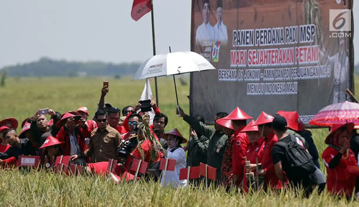 Ketua Umum PDI Perjuangan Megawati Seokarnoputri (tengah) saat panen raya padi MSP di Indramayu, Jawa Barat, Kamis (4/4). Padi MSP merupakan hasil persilangan bibit pac lokal temuan peneliti Surono Danua. (Liputan6.com/HO/Iwan)