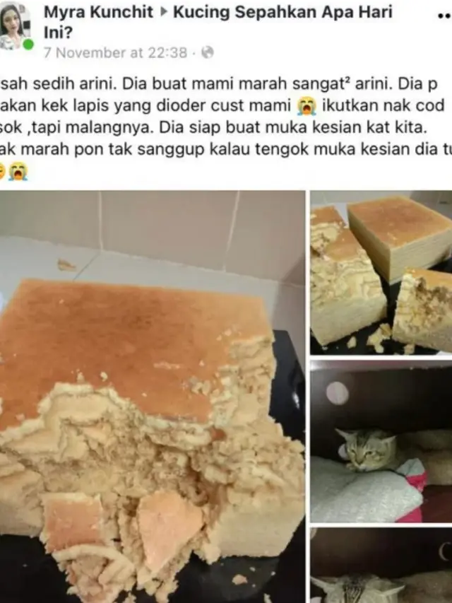 Viral Kucing Hancurkan Kue Dagangan Pemiliknya, Tampang Bersalah Malah Bikin Netizen Iba