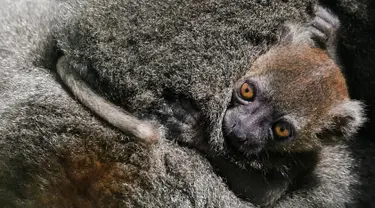 Seekor bayi Lemur bambu besar (Prolemur simus) menempel pada induknya, Veloma, di Kebun binatang Besancon, Prancis, Kamis (1/8/2019). Bayi tersebut lahir pada 2 Juli 2019 dari induk bernama Veloma (6) dan Ivongo (14). (Photo by SEBASTIEN BOZON / AFP)