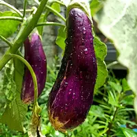  pixabay/sendywulandh)