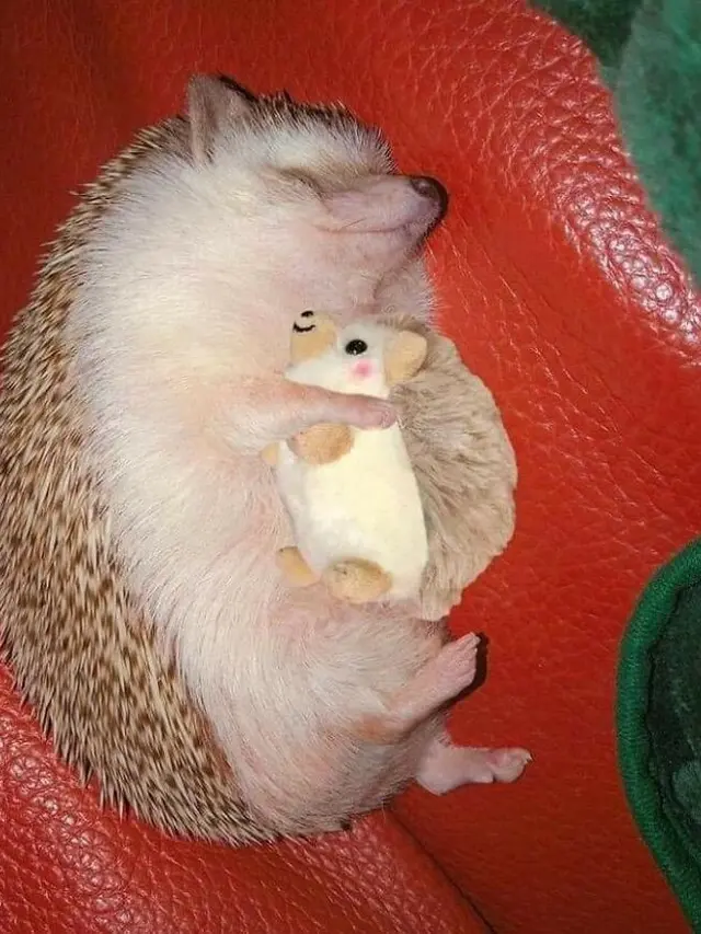 7 Potret Hewan Peliharaan dengan Boneka Kesayangan Ini Bikin Gemas