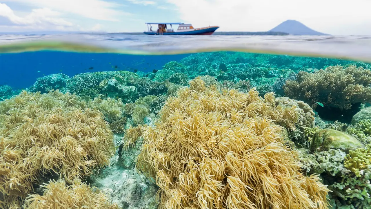 [Bintang] Sulawesi Utara