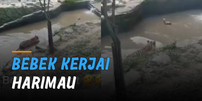 VIDEO: Kocak, Bebek Kerjai Harimau yang Hendak Memangsanya