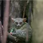 Tarsius, primata kecil di Bone Bolango. (Liputan6.com/Arfandi Ibrahim)