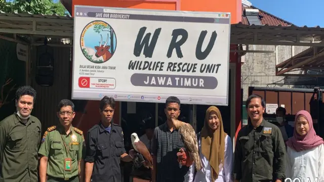 Elang Jawa Muda Peliharaan Warga Pandanwangi Malang Singgah di Kandang BBKSDA Jatim