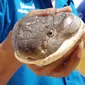 Gambar yang diambil pada 13 Oktober 2019 memperlihatkan ular king Cobra sepanjang empat meter yang ditemukan di selokan di Krabi, Thailand. Penemuan ular king Cobra itu disebut  sebagai salah satu yang terbesar yang pernah ditangkap di sana. (HO/KRABI PITAKPRACHA FOUNDATION/AFP)