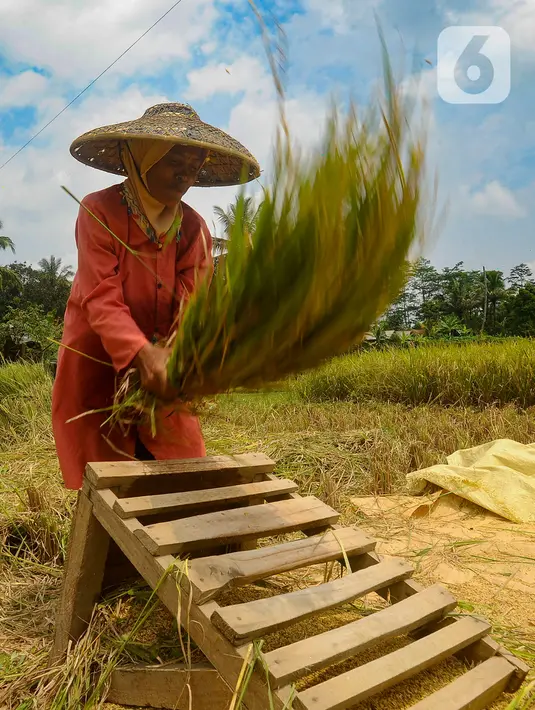 Harga gabah kering di tingkat petani saat ini mencapai harga Rp 750 ribu per kwintal dari harga sebelumnya pada awal tahun Rp 500 ribuan per kwintal. (merdeka.com/Arie Basuki)