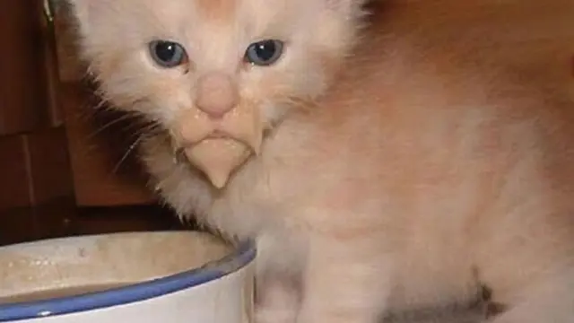potret kocak kucing saat makan
