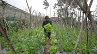 Dari Kebun ke Dapur, Petani Sayur Boyolali Temukan Harapan Baru Lewat MBG