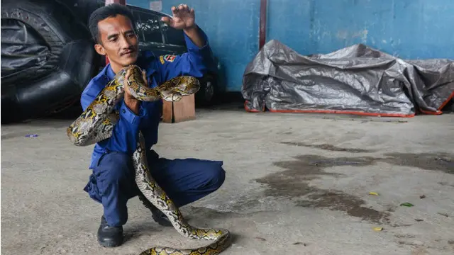 Cerita Abah Rizal, Pemadam Kebakaran yang Mampu Tundukkan Ular