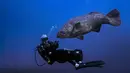 Ikan kerapu goliat Atlantik berenang di dekat Pantai Boynton, Florida pada 10 September 2023. (Jesus OLARTE / AFP)