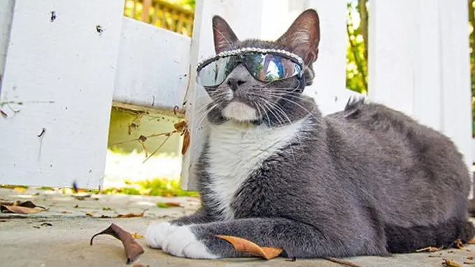 Photo: Copyright dailymail.co.uk