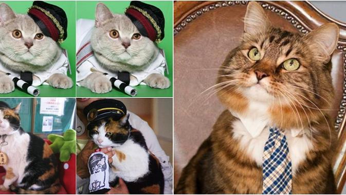 Gila Karir Dan Penghasilan 7 Kucing Ini Jauh Lebih Sukses