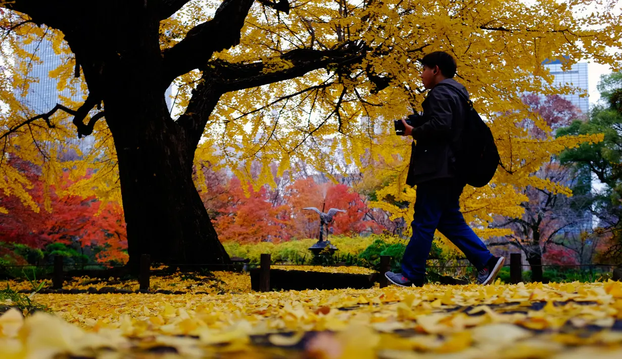 Wisatawan berjalan kaki melewati dedaunan yang gugur di Taman Hibiya, Tokyo Jepang, Selasa (10/12/2019). Jadwal musim gugur di tiap kota di Jepang berbeda-beda tergantung dari letak geografisnya, bagian utara akan mengalami musim gugur lebih awal dibandingkan selatan. (AP Photo/Kiichiro Sato)