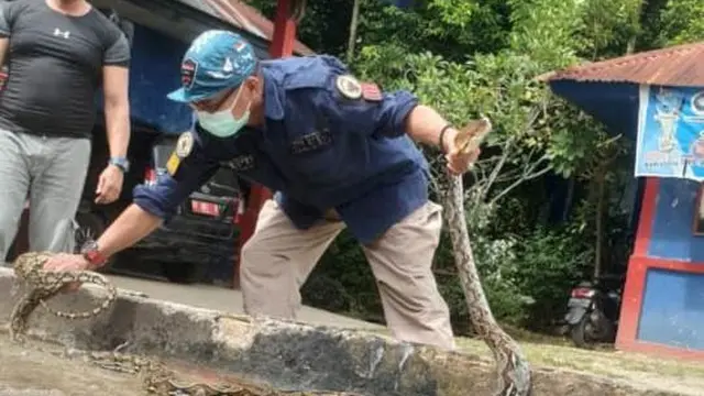Kepala Kantor Pemadam Kebakaran Kendari Junaidin A Umar memegang ular piton yang diamankan dari pemukiman warga.(Liputan6.com/Ahmad Akbar Fua)