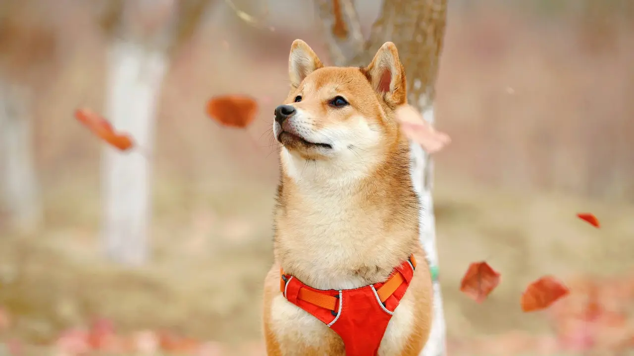 Shiba Inu