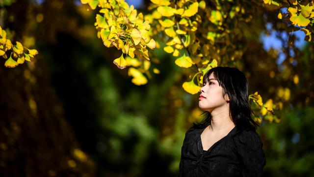 Pohon Ginkgo Wisata Musim Gugur di Korsel