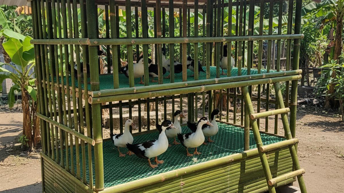 6 Desain Kandang Entok yang Hemat Tempat: Solusi Efisien untuk Lahan Terbatas