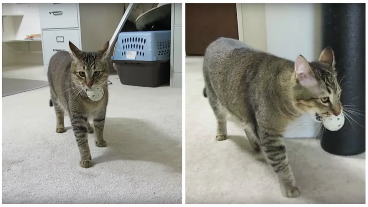 Mesin Unik Pemberi Makan Kucing