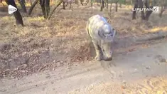 Seekor bayi badak bermain bersama dengan kambing. Tak hanya itu, sang bayi badan juga coba berjalan layaknya kambing.