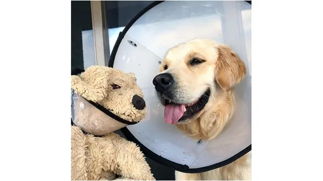 7 Potret Anjing dengan Boneka Tiruannya Ini Bikin Gemas