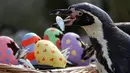 Penguin Humboldt menikmati ikan yang diambil dari telur Paskah yang terbuat dari bubur kertas selama pemotretan di ZSL London Zoo di London, Inggris (18/4). Kebun binatang ZSL London menghadiahkan hewan-hewan peliharaannya makanan dalam kemasan telur Paskah. (Reuters/Peter Nicholls)