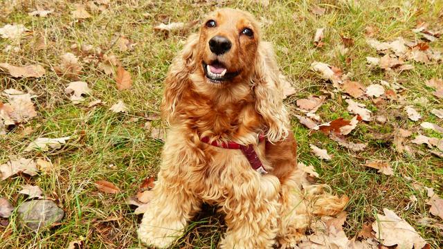 Cocker Spaniel