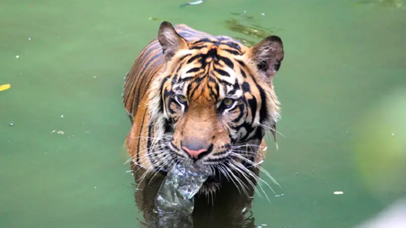 Harimau ini Membersihkan Sendiri Kolamnya dari Sampah