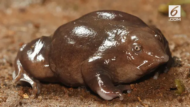 Katak ini mirip kodok ungu India, bedanya katak Bhupathi berwarna cokelat tua dan memiliki mata lebih bercahaya.