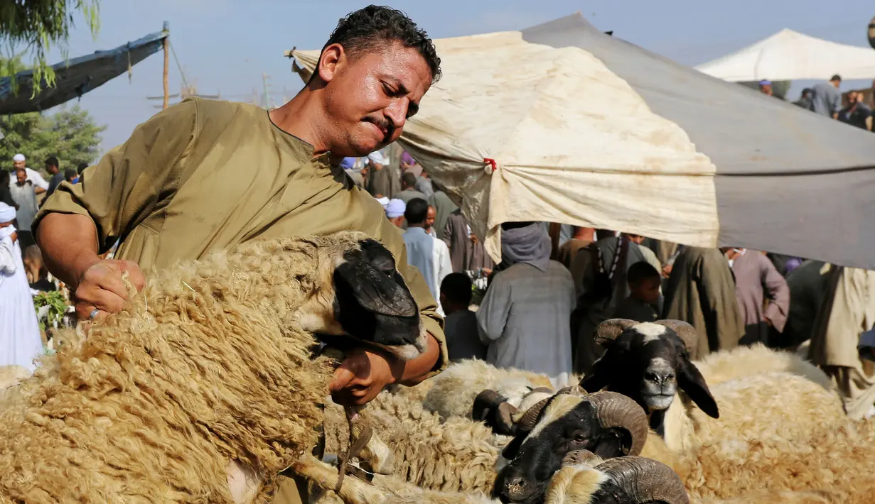 Pedagang memberi minum kambingnya di pasar ternak untuk hewan kurban menjelang perayaan Idul Adha di Desa Al Manashi di Giza, Kairo, Mesir, Rabu (7/9). (REUTERS/Mohamed Abd El Ghany)
