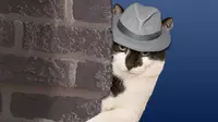 5 Profesi Kucing yang Tak Kalah Hebat dari Manusia
