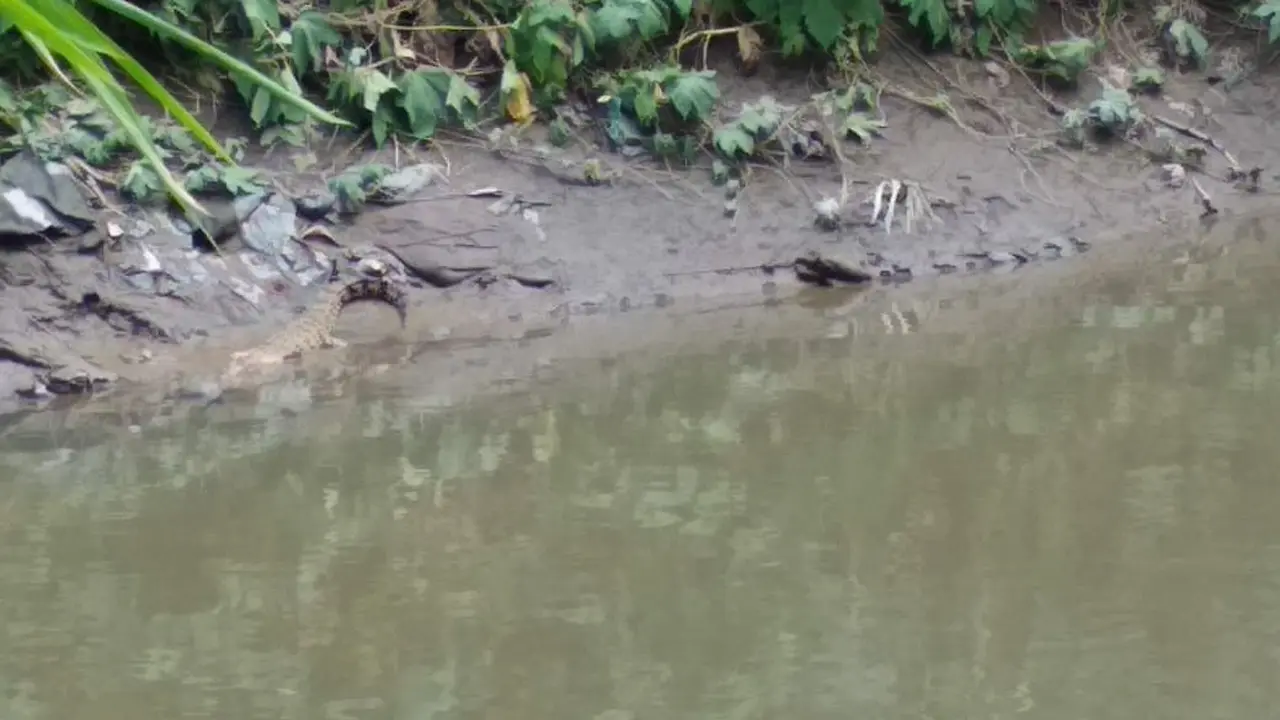 Buaya Sungai Deli