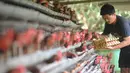 Peternak memanen telur ayam ras di peternakannya di Kampung Kebon Kopi, Pengasinan, Bogor, Kamis  (15/12/2022). Menurut peternak setempat, kenaikan harga telur di tingkat peternak disebabkan tingginya permintaan pasar jelang perayaan Natal dan Tahun Baru. (merdeka.com/Arie Basuki)