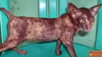 Citizen6, Pontianak: Kucing alien, kucing unik dan aneh ini sejak lahir tidak memilki bulu. (pengirim: Devi Lahendra)