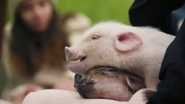 Babi Mini