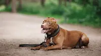 Terlepas dari karakteristik yang dinilai garang, ternyata pitbull merupakan anjing yang penyayang. Berdasarkan penelitian yang dilakukan pada 2001, pitbull termasuk dalam 5 anjing dengan emosi paling stabil di Amerika Serikat. (istockphoto.com)