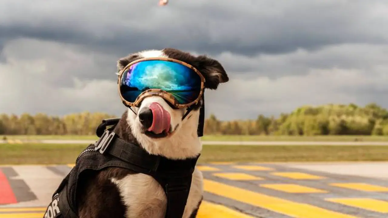 Kacamata anjing