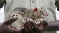 Seorang pawang memegang seekor tikus pendeteksi ranjau darat di Phnom Penh, Kamboja, pada 27 Agustus 2020. (Xinhua/Phearum)