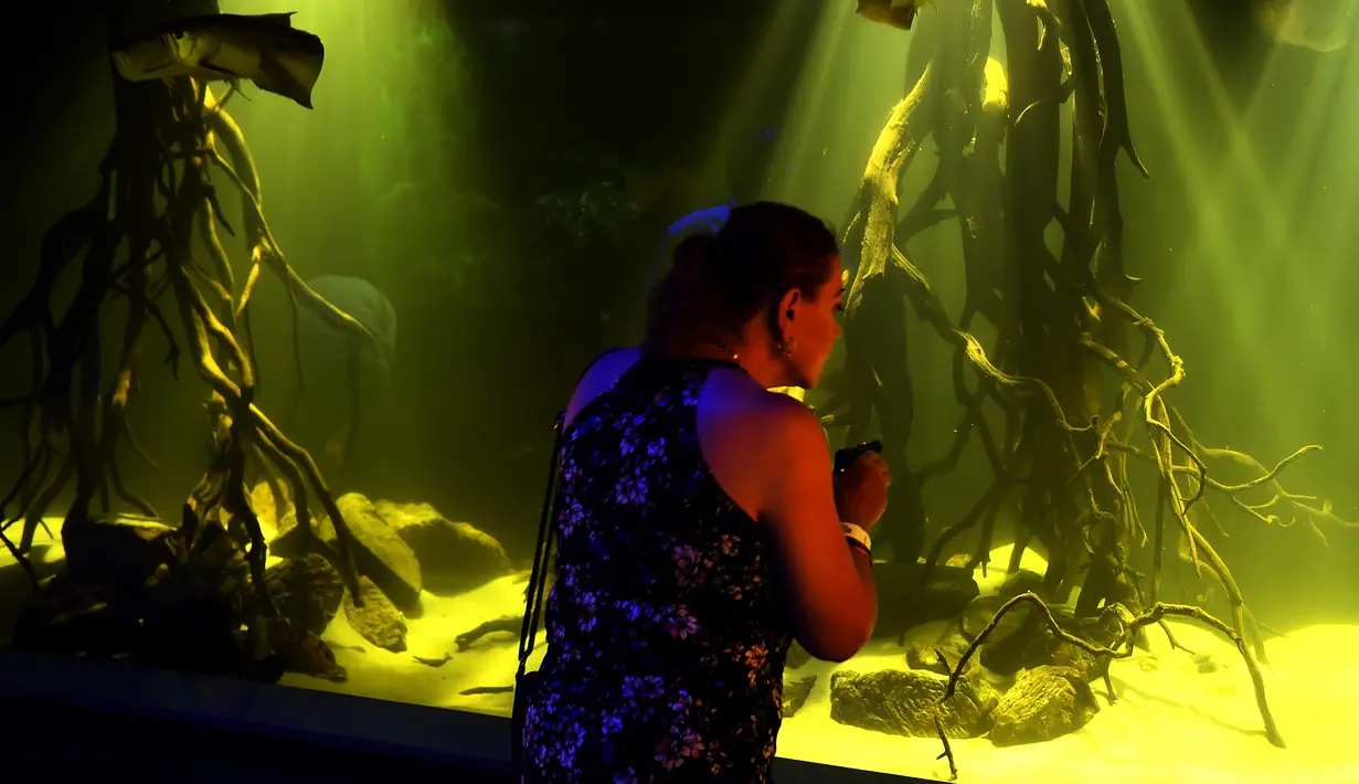 Pengunjung melihat koleksi ikan di Michin Akuarium, Guadalajara, Meksiko, Sabtu (18/3). Pihak Michin Akuarium mengaku memiliki 4.000 spesimen dari 150 spesies ikan. (AFP PHOTO / Hector GUERRERO)