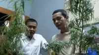 Kilas Indonesia: Guru Penanam Ganja di Depok Ditangkap
