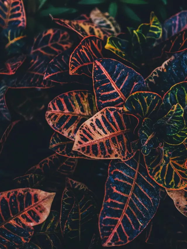 Croton