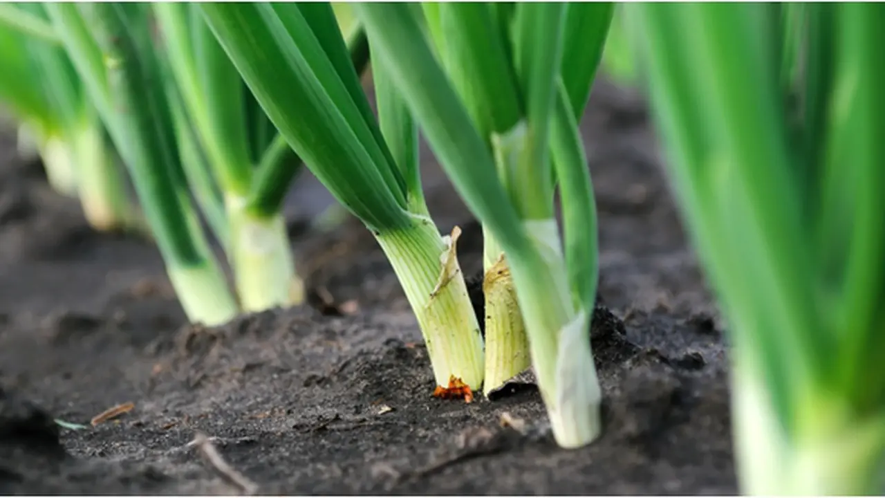 Courtesy ShutterStock.com